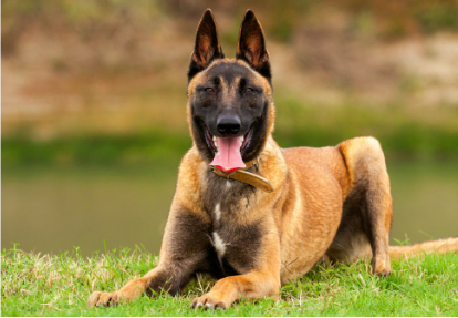 Unleashed Dog